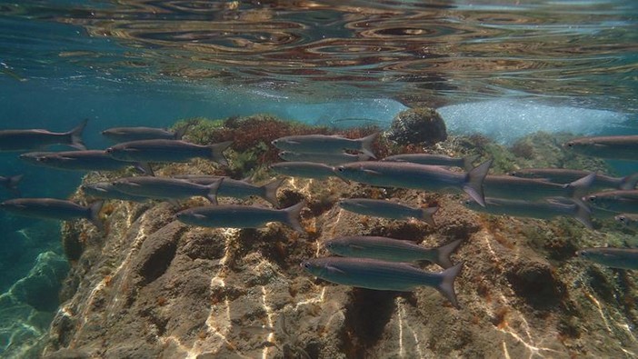 Sottocosta …a cura di Ghjuvan Pasquale