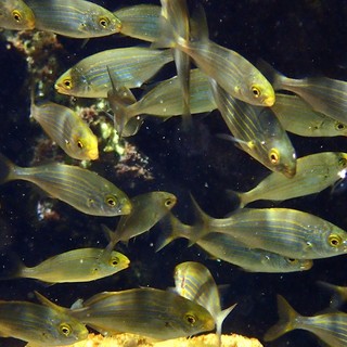 Sottocosta …a cura di Ghjuvan Pasquale