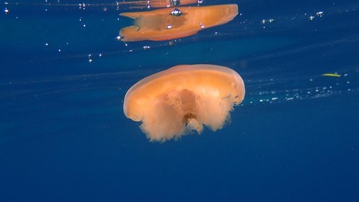 Sottocosta …a cura di Ghjuvan Pasquale