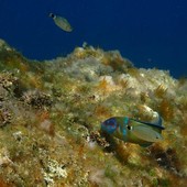 Sottocosta …a cura di Ghjuvan Pasquale Sottocosta …a cura di Ghjuvan Pasquale