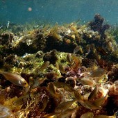 Sottocosta …a cura di Ghjuvan Pasquale Sottocosta …a cura di Ghjuvan Pasquale