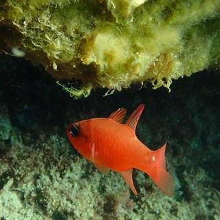 Sottocosta …a cura di Ghjuvan Pasquale