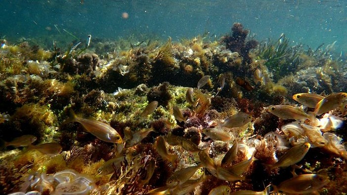 Sottocosta …a cura di Ghjuvan Pasquale