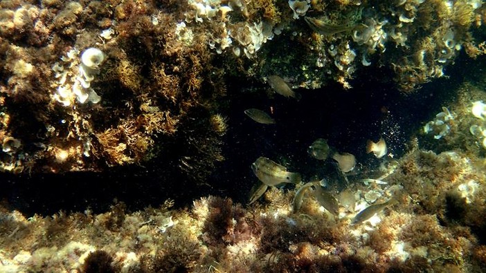 Sottocosta …a cura di Ghjuvan Pasquale Sottocosta …a cura di Ghjuvan Pasquale