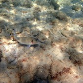 Sottocosta …a cura di Ghjuvan Pasquale Sottocosta …a cura di Ghjuvan Pasquale