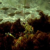 Sottocosta …a cura di Ghjuvan Pasquale