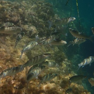 Sottocosta …a cura di Ghjuvan Pasquale Sottocosta …a cura di Ghjuvan Pasquale