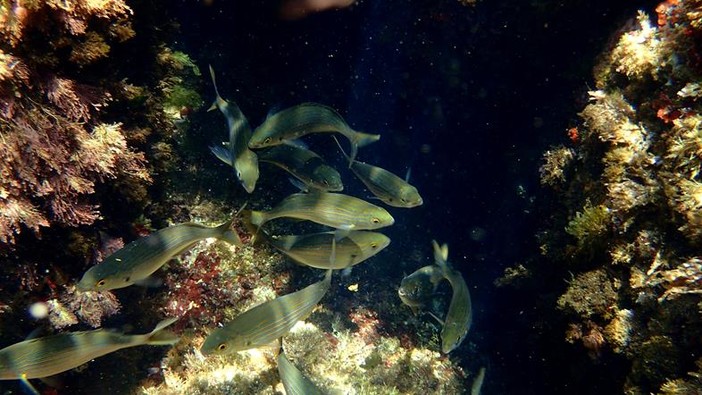 Sottocosta …a cura di Ghjuvan Pasquale Sottocosta …a cura di Ghjuvan Pasquale