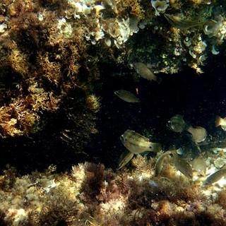 Sottocosta …a cura di Ghjuvan Pasquale