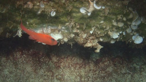 Sottocosta …a cura di Ghjuvan Pasquale