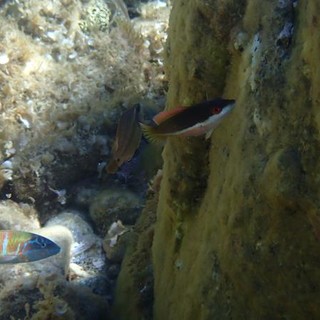 Sottocosta …a cura di Ghjuvan Pasquale