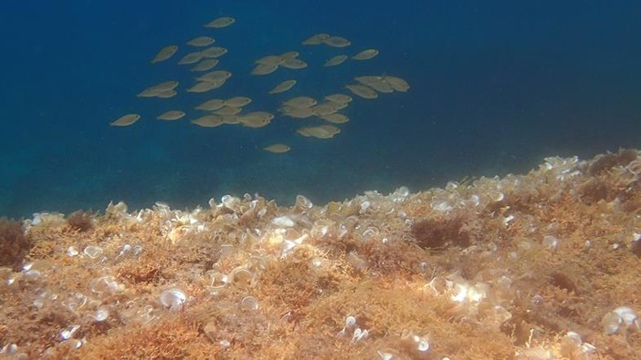 Sottocosta …a cura di Ghjuvan Pasquale