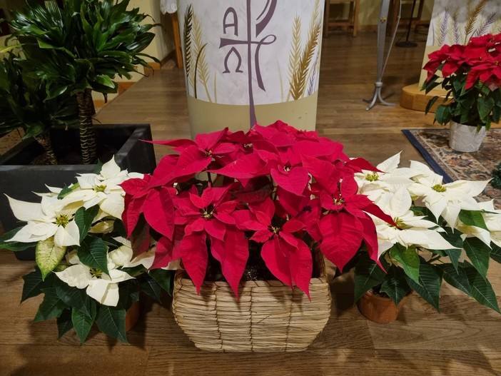 Stella di Natale o Poinsettia: dalle origini… ai giorni nostri! Stella di Natale o Poinsettia: dalle origini… ai giorni nostri!