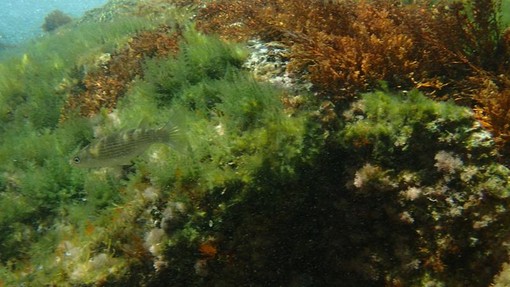 Sottocosta …a cura di Ghjuvan Pasquale Sottocosta …a cura di Ghjuvan Pasquale