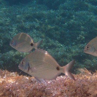 Sottocosta …a cura di Ghjuvan Pasquale