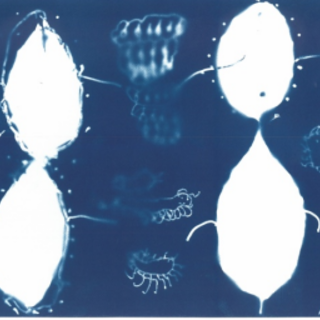 Ali, Melodic Consonance #1, cyanotypes su carta