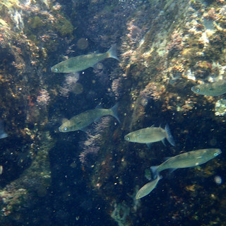 Sottocosta …a cura di Ghjuvan Pasquale