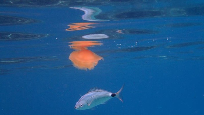 Sottocosta …a cura di Ghjuvan Pasquale Sottocosta …a cura di Ghjuvan Pasquale