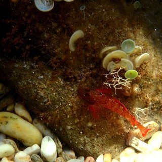 Sottocosta …a cura di Ghjuvan Pasquale Sottocosta …a cura di Ghjuvan Pasquale