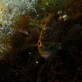 Sottocosta …a cura di Ghjuvan Pasquale