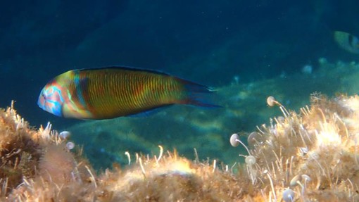 Sottocosta …a cura di Ghjuvan Pasquale