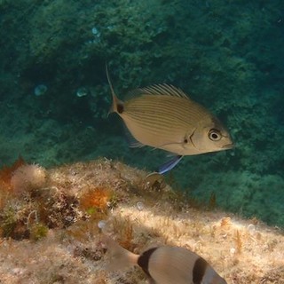 Sottocosta …a cura di Ghjuvan Pasquale