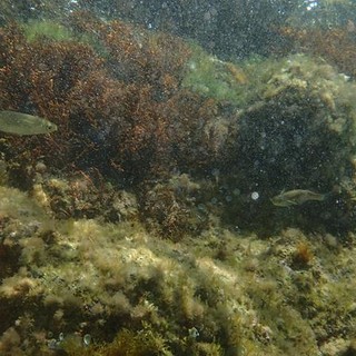 Sottocosta …a cura di Ghjuvan Pasquale