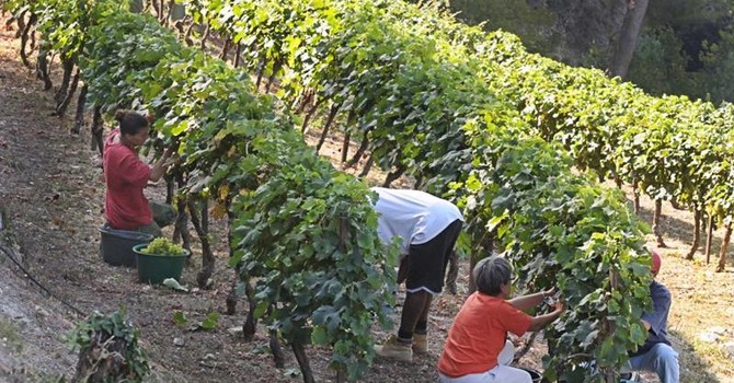Vigne e vini a Saint Paul de Vence