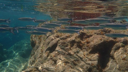 Sottocosta …a cura di Ghjuvan Pasquale Sottocosta …a cura di Ghjuvan Pasquale