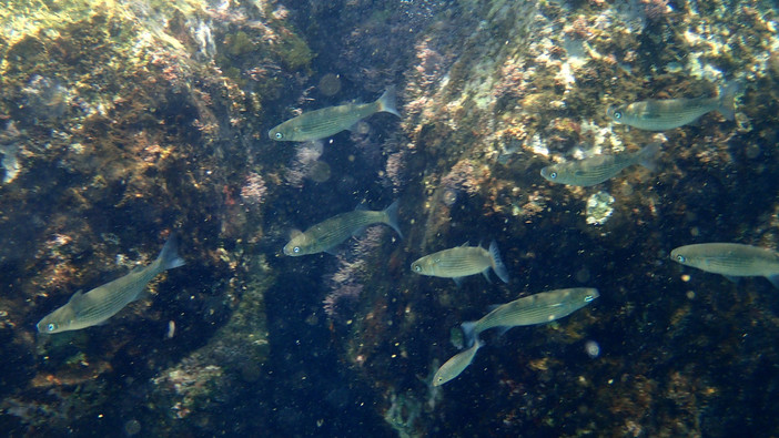 Sottocosta …a cura di Ghjuvan Pasquale Sottocosta …a cura di Ghjuvan Pasquale