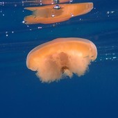 Sottocosta …a cura di Ghjuvan Pasquale Sottocosta …a cura di Ghjuvan Pasquale