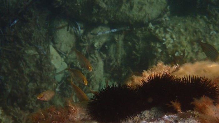 Sottocosta …a cura di Ghjuvan Pasquale Sottocosta …a cura di Ghjuvan Pasquale