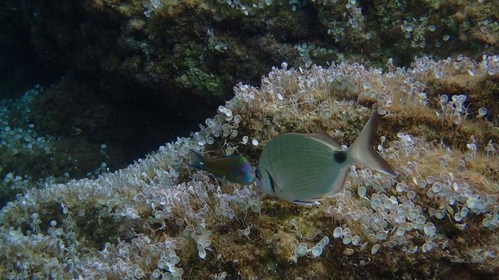 Sottocosta …a cura di Ghjuvan Pasquale Sottocosta …a cura di Ghjuvan Pasquale