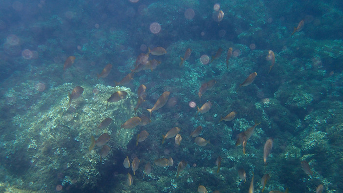 Sottocosta …a cura di Ghjuvan Pasquale Sottocosta …a cura di Ghjuvan Pasquale