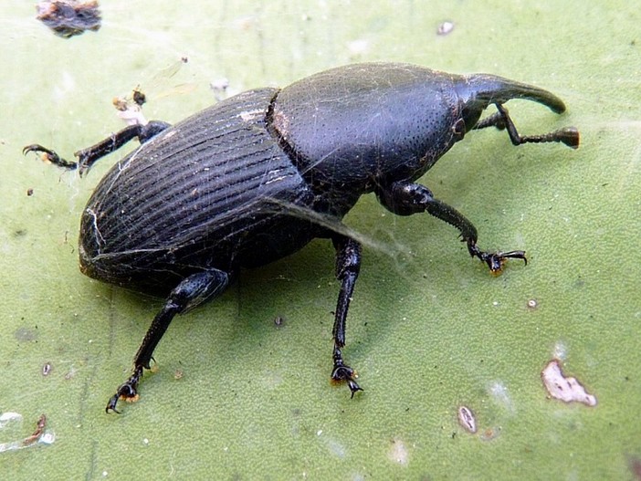 Scyphophorus acupunctatus Scyphophorus acupunctatus