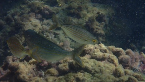 Sottocosta …a cura di Ghjuvan Pasquale