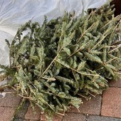 A Nizza torna la raccolta degli alberi di Natale: dal 6 al 26 gennaio dodici punti dedicati