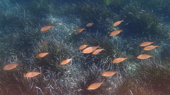 Sottocosta …a cura di Ghjuvan Pasquale Sottocosta …a cura di Ghjuvan Pasquale