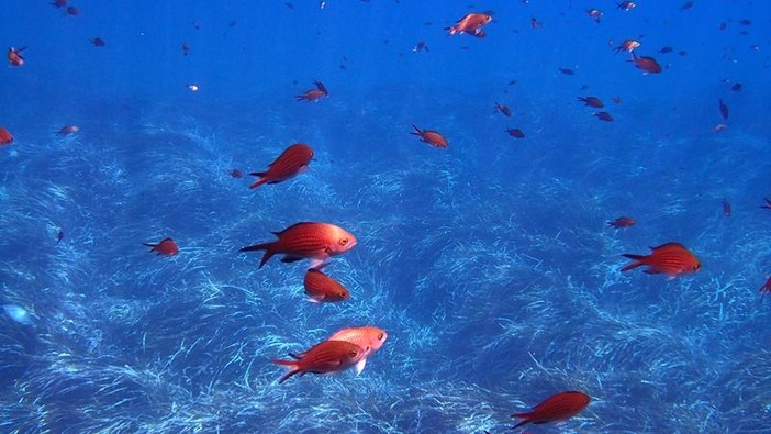 Sottocosta …a cura di Ghjuvan Pasquale Sottocosta …a cura di Ghjuvan Pasquale