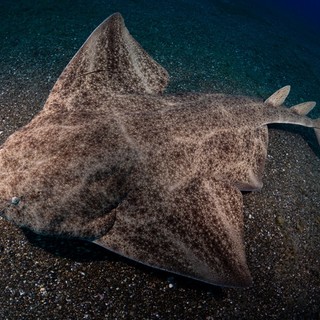 L’origine del nome &quot;Baie des Anges&quot;