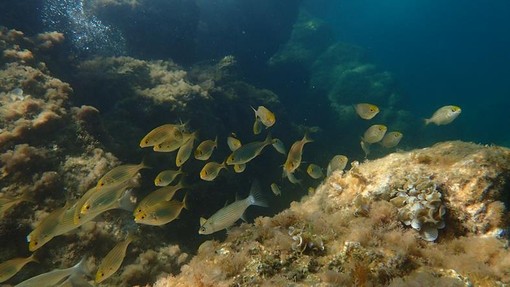 Sottocosta …a cura di Ghjuvan Pasquale