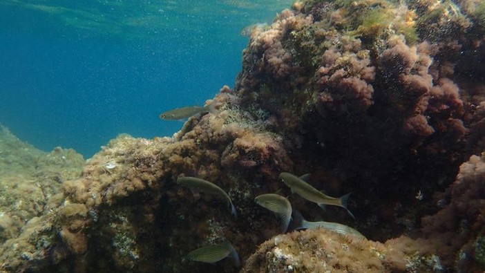 Sottocosta …a cura di Ghjuvan Pasquale Sottocosta …a cura di Ghjuvan Pasquale