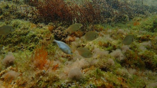 Sottocosta …a cura di Ghjuvan Pasquale Sottocosta …a cura di Ghjuvan Pasquale