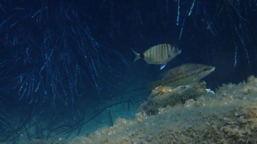 Sottocosta …a cura di Ghjuvan Pasquale