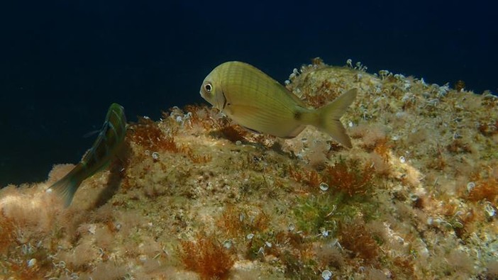 Sottocosta …a cura di Ghjuvan Pasquale Sottocosta …a cura di Ghjuvan Pasquale