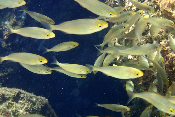 Sottocosta …a cura di Ghjuvan Pasquale Sottocosta …a cura di Ghjuvan Pasquale