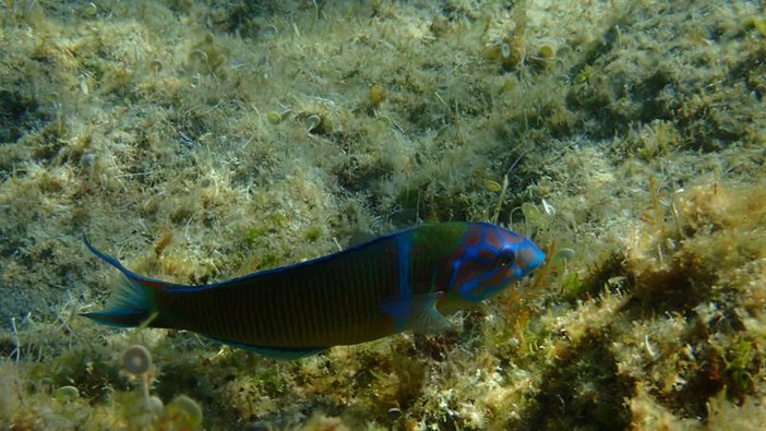 Sottocosta …a cura di Ghjuvan Pasquale Sottocosta …a cura di Ghjuvan Pasquale