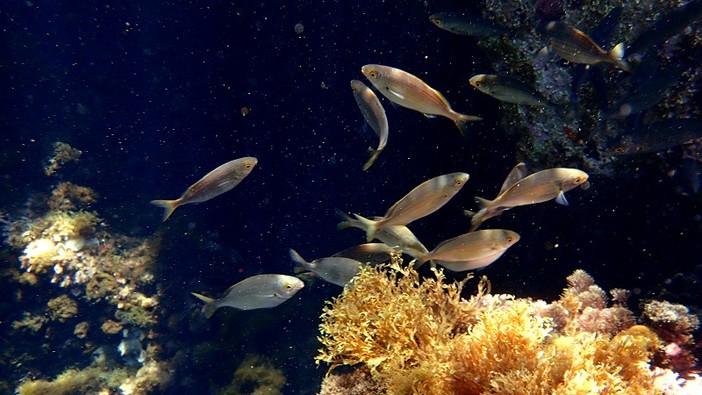 Sottocosta …a cura di Ghjuvan Pasquale