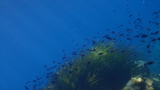 Sottocosta …a cura di Ghjuvan Pasquale Sottocosta …a cura di Ghjuvan Pasquale