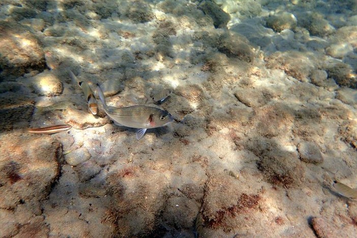 Sottocosta …a cura di Ghjuvan Pasquale